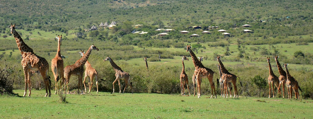 A heard of giraffes in the grass
