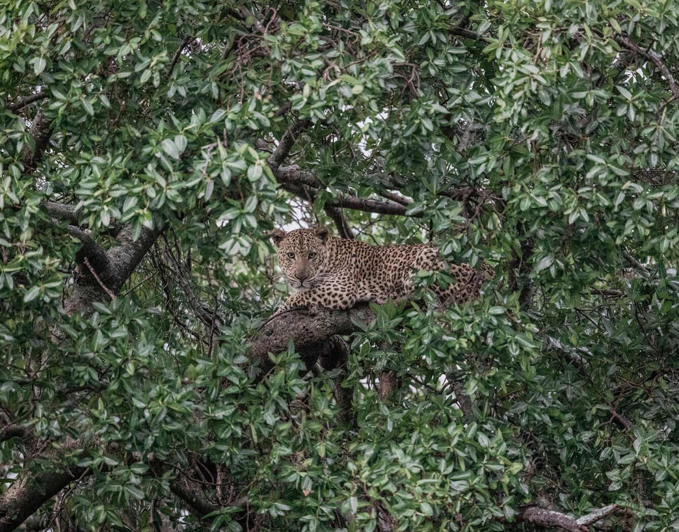 A leopard camouflages in the leaves