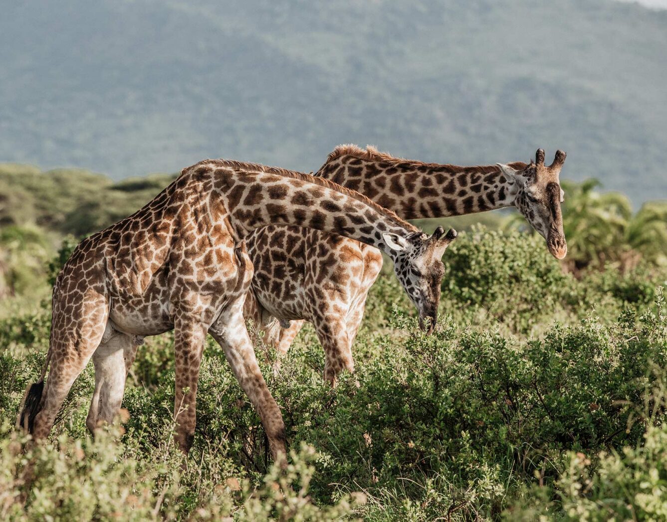 Two giraffes graze on the treetops