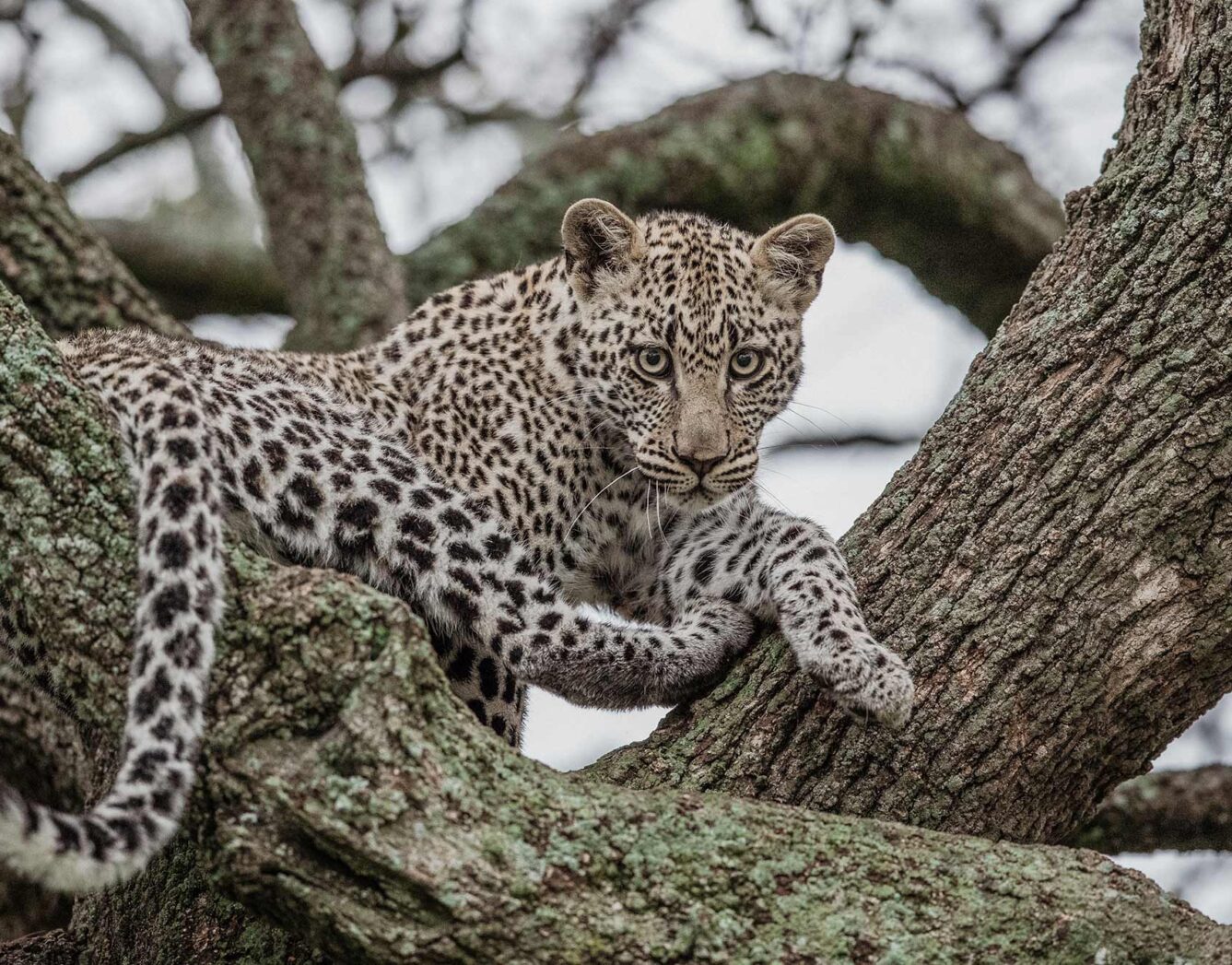 A leopard sitting in the tree branches