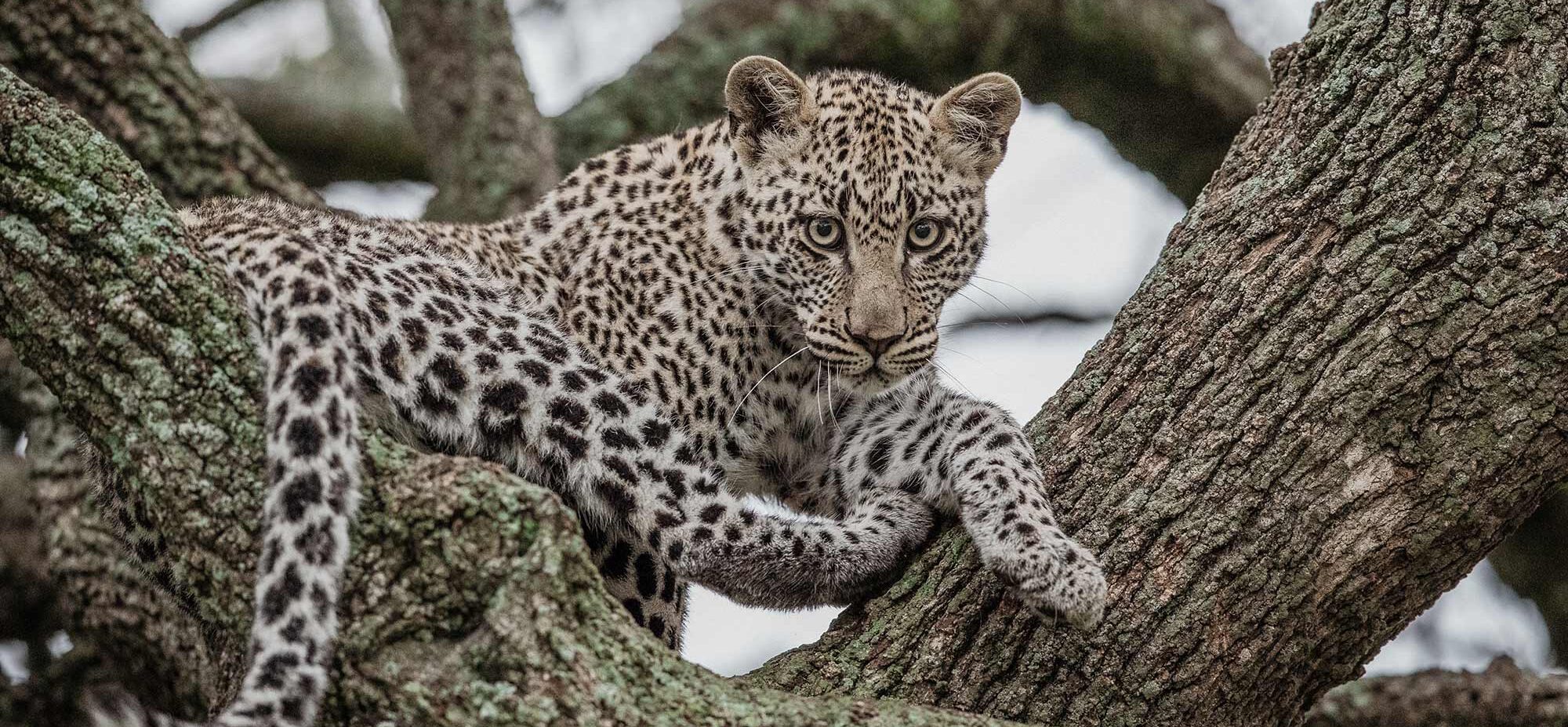 A leopard sitting in the tree branches