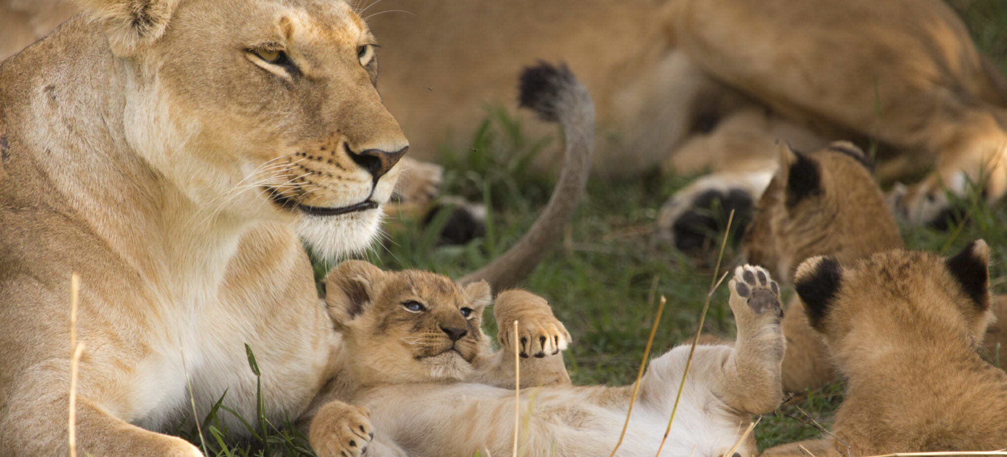 Lion cub with lioness laying in the grass