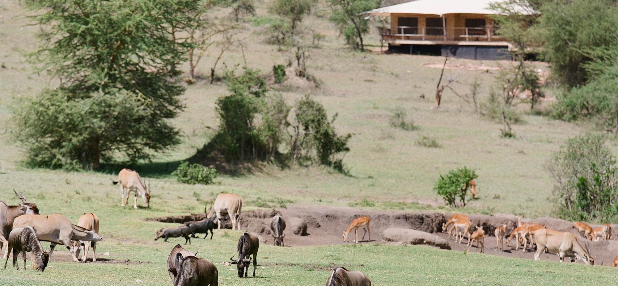 Many animals grazing at the salt lick with a tent in the back