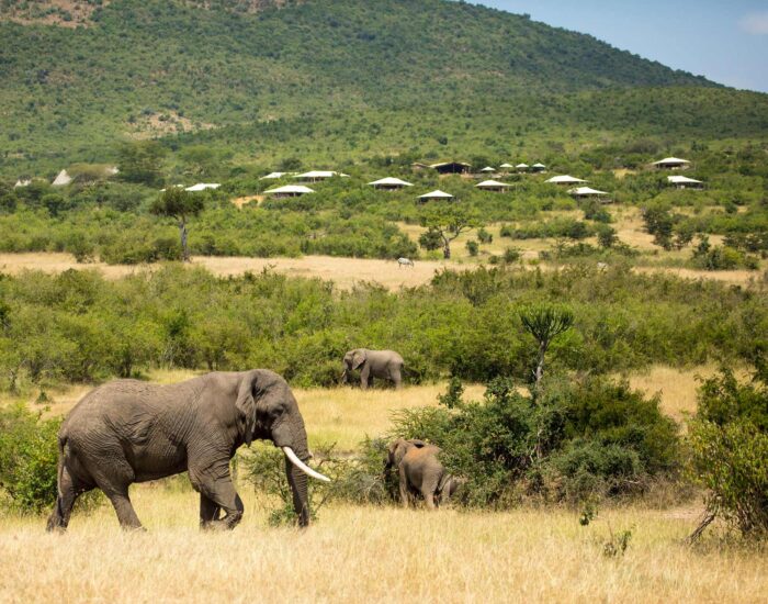 Elephant walking through the grass