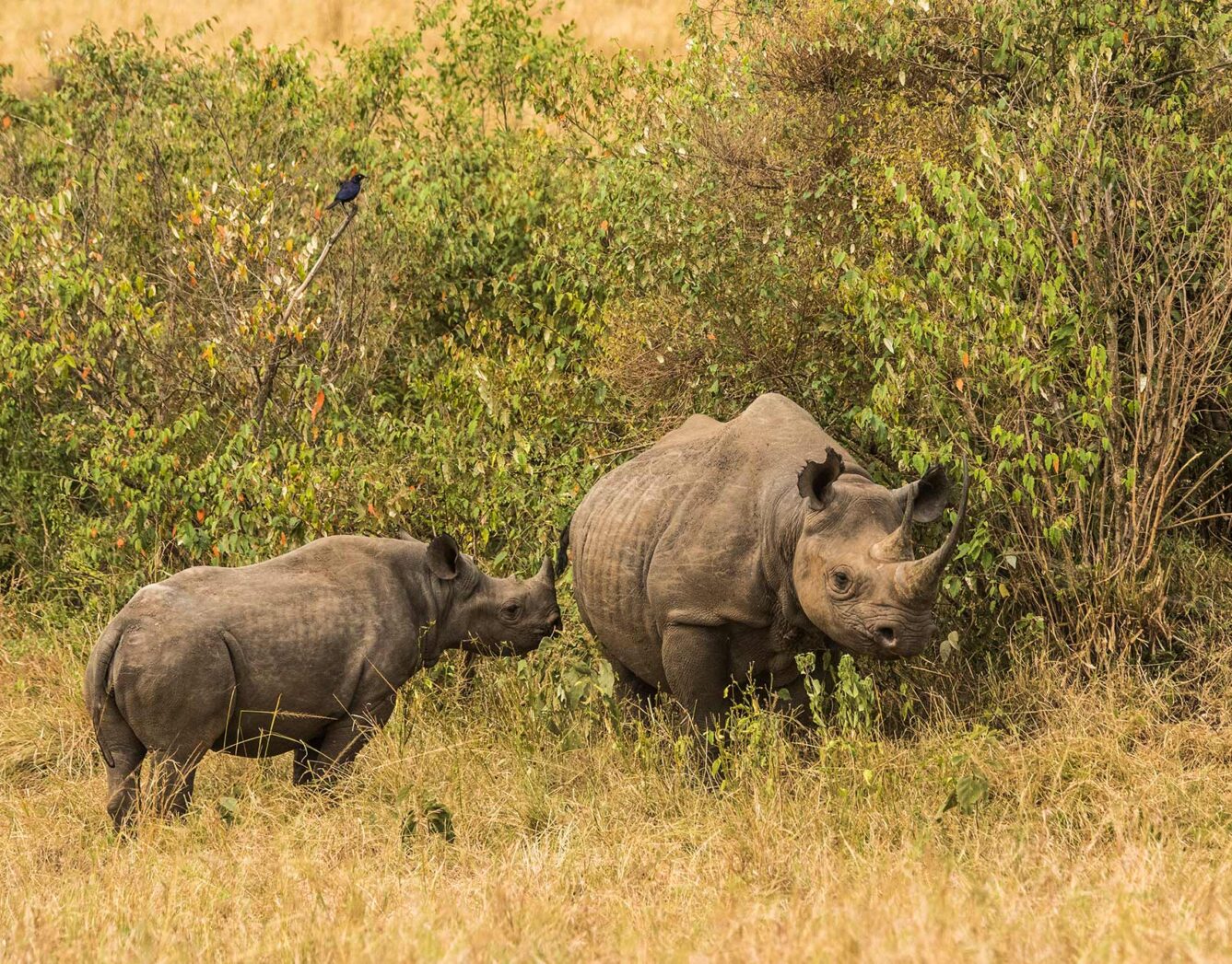 Two rhinos standing beside a bush