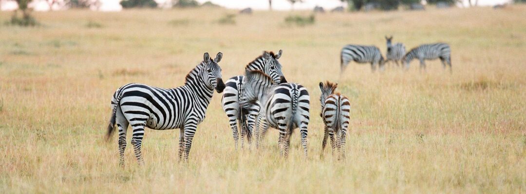 Four zebras stand in the grass