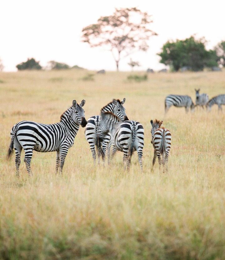 Four zebras stand in the grass