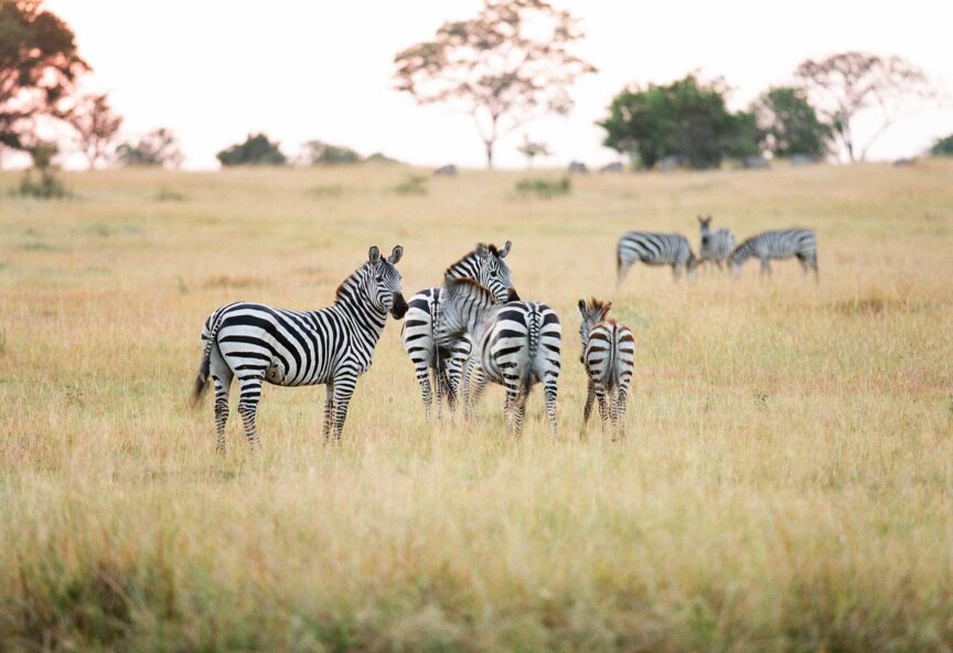 Four zebras stand in the grass