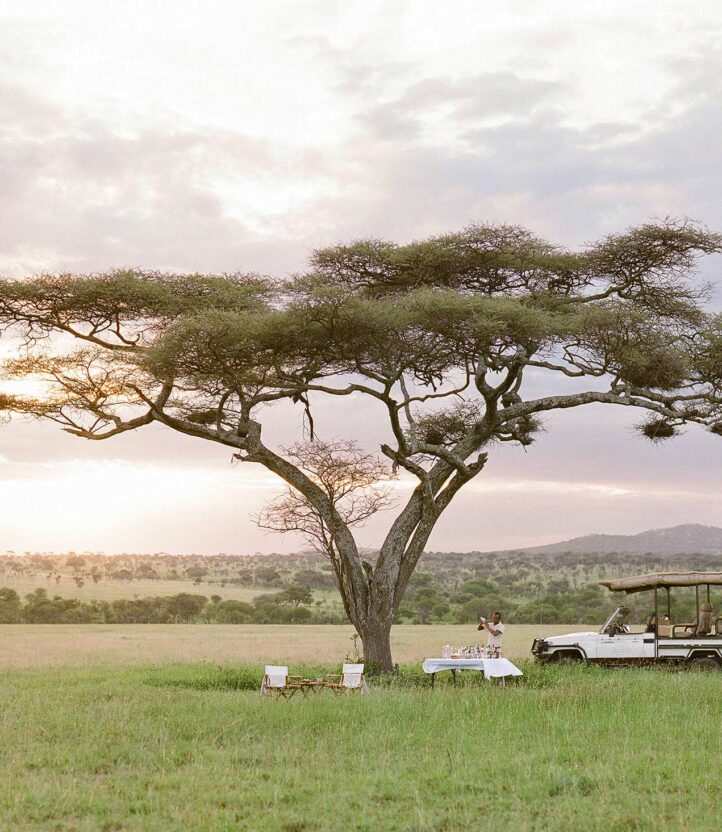 A rover and dinner table under a tree at sunset