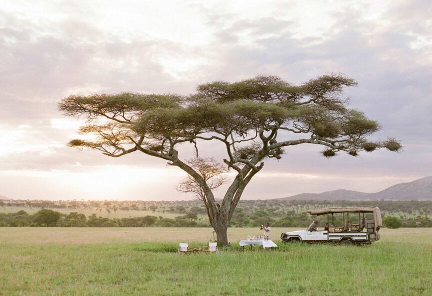 A rover and dinner table under a tree at sunset