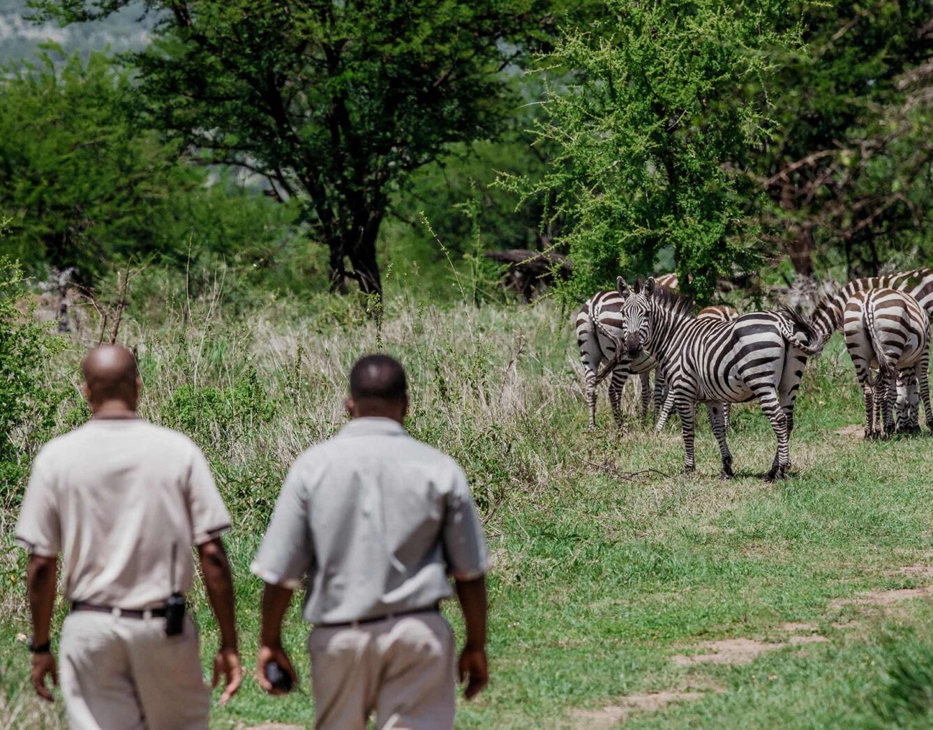 Two guides lead a nature walk past zebras