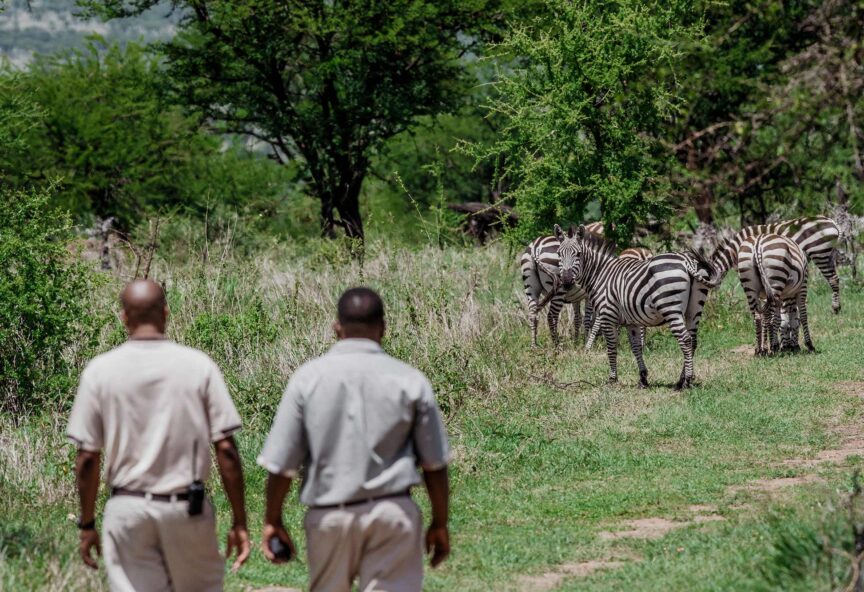 Two guides lead a nature walk past zebras