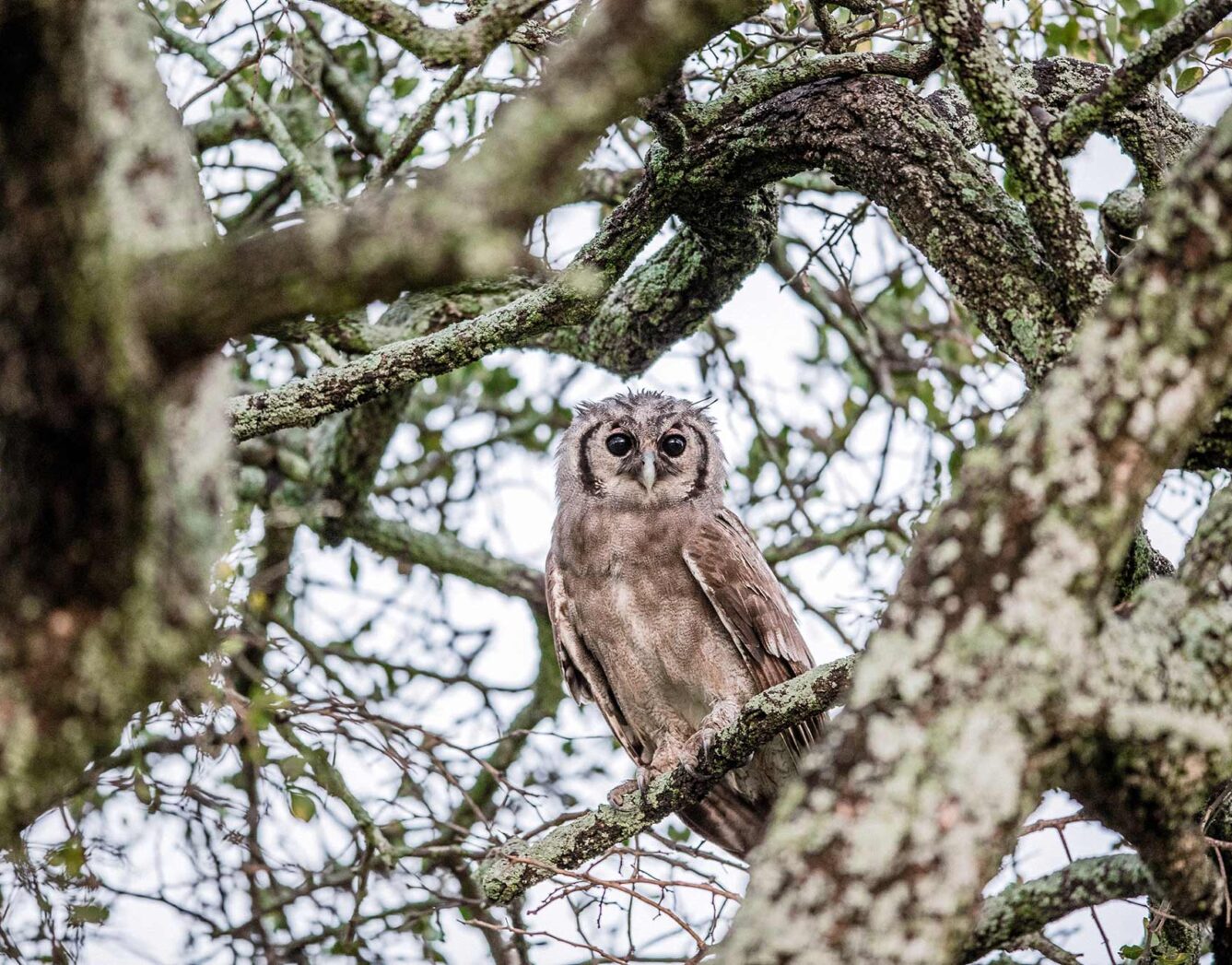 An owl perched on a branch