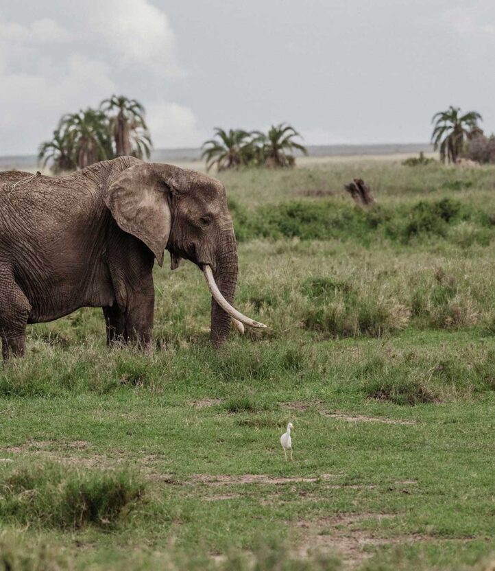 An elephant walks through the grass