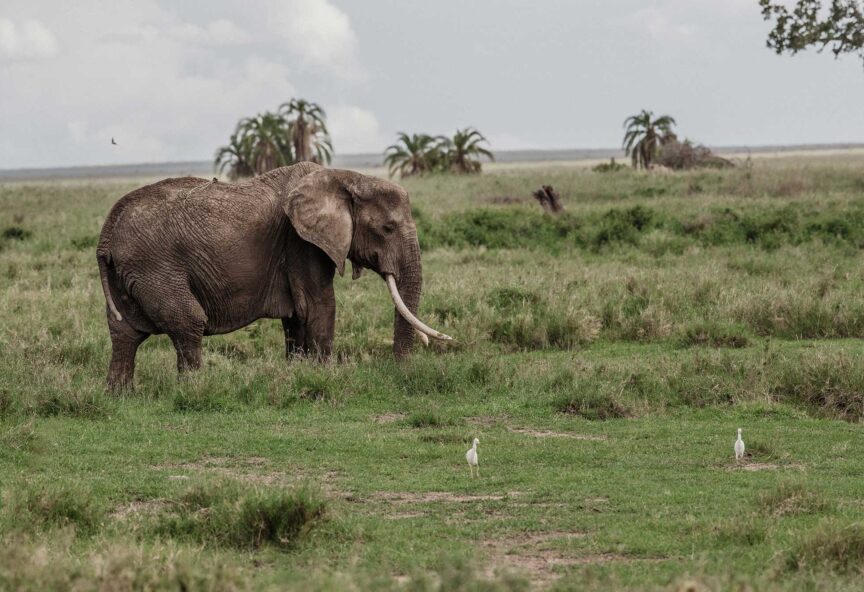 An elephant walks through the grass