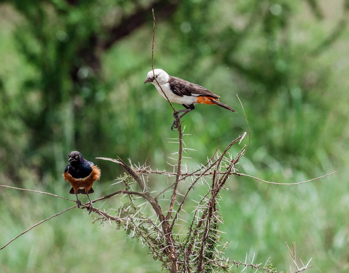 Two birds sitting in the tree