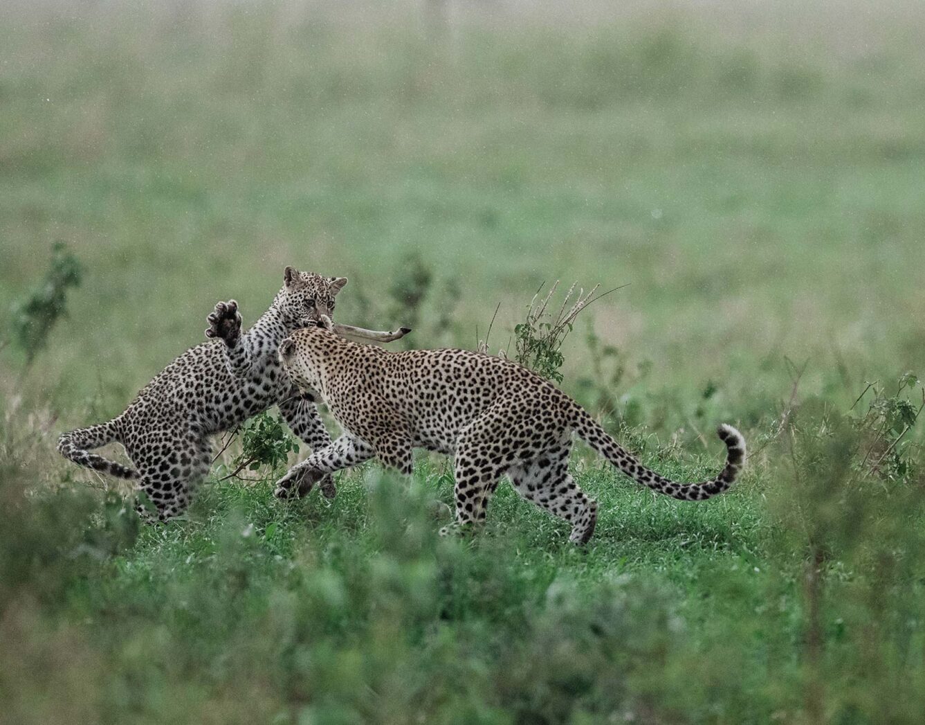 Two leopards fight in the grass