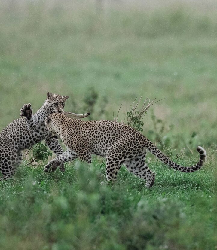 Two leopards fight in the grass