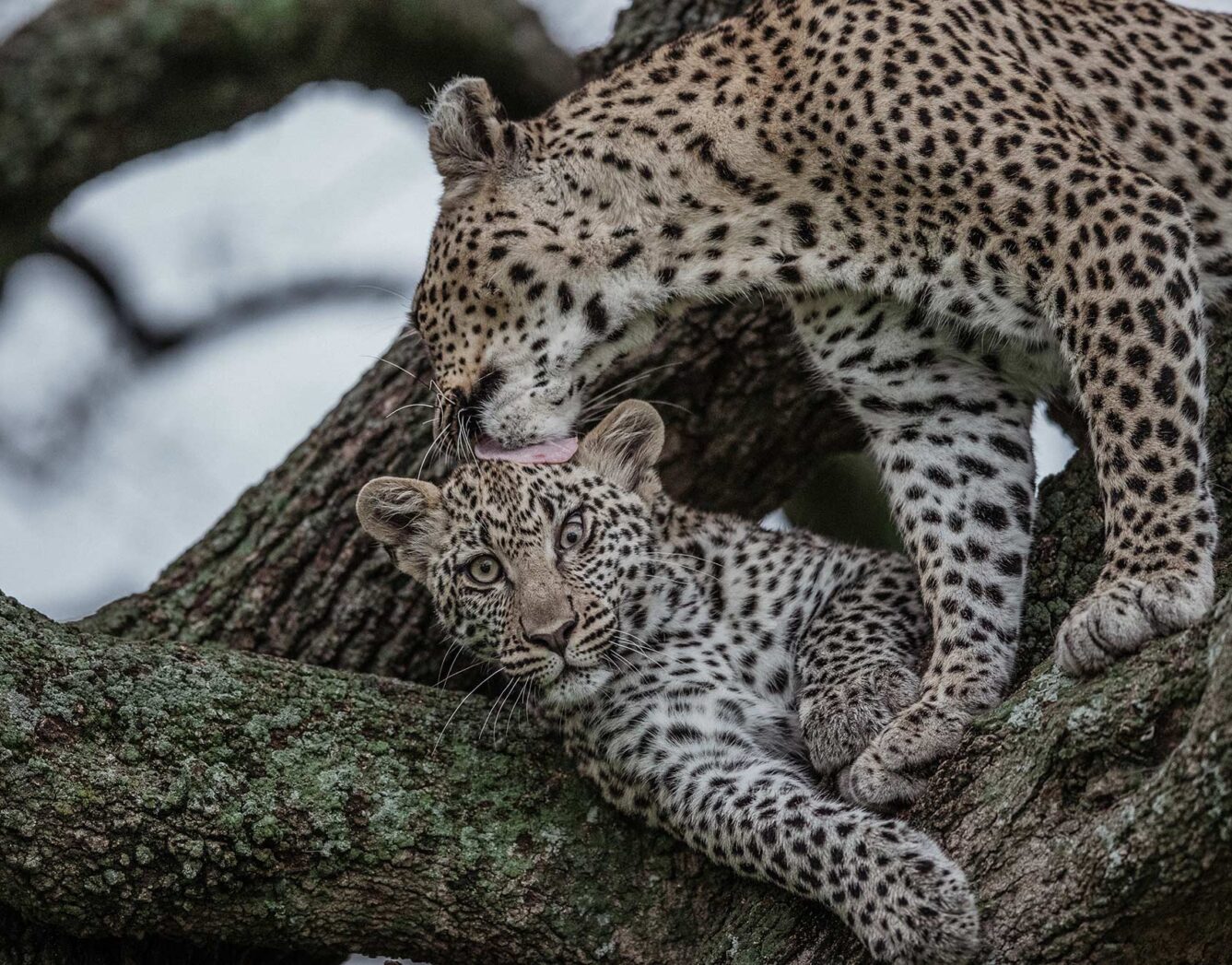 A leopard cleans his friend in a tree