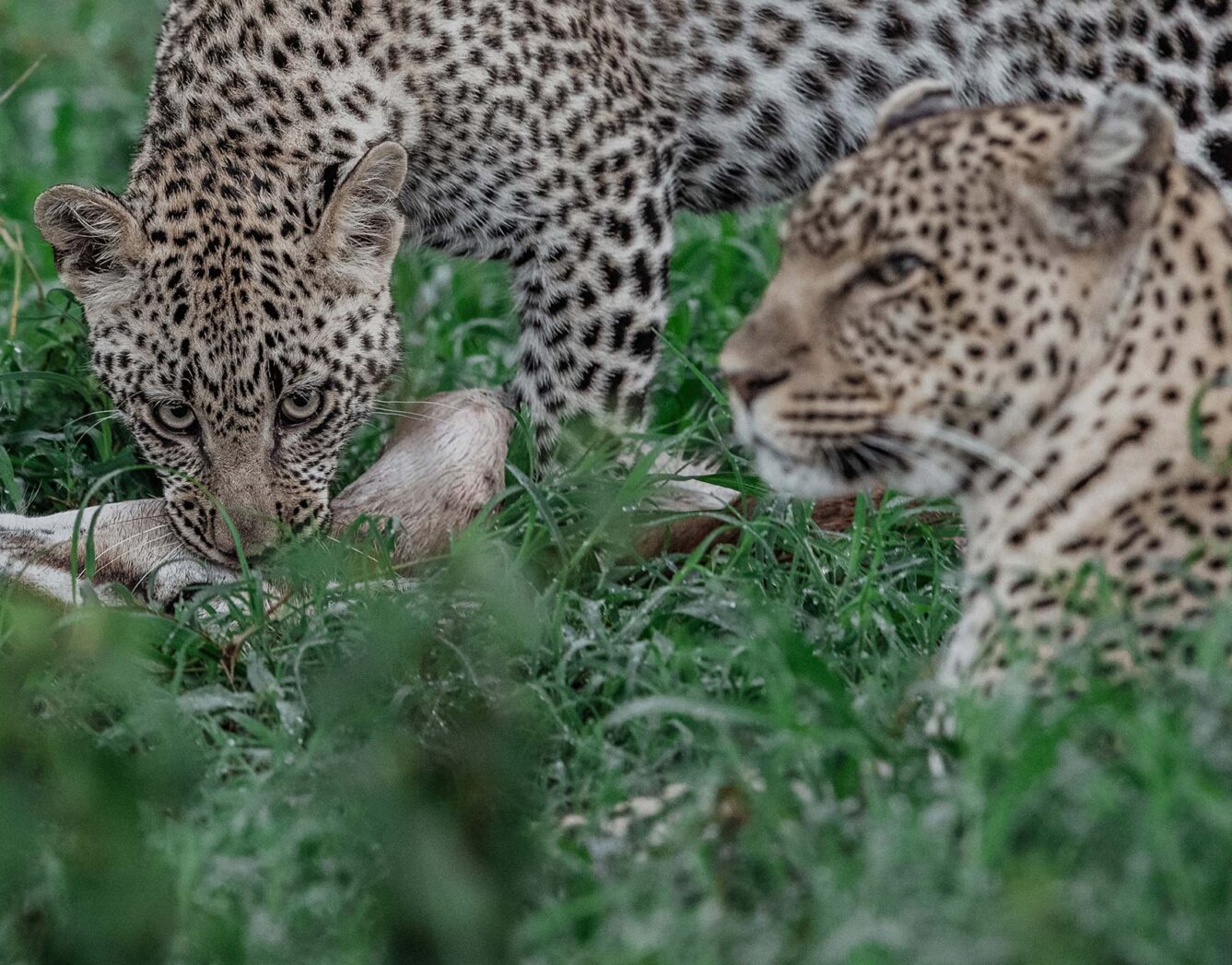 Two leopards enjoy their kill