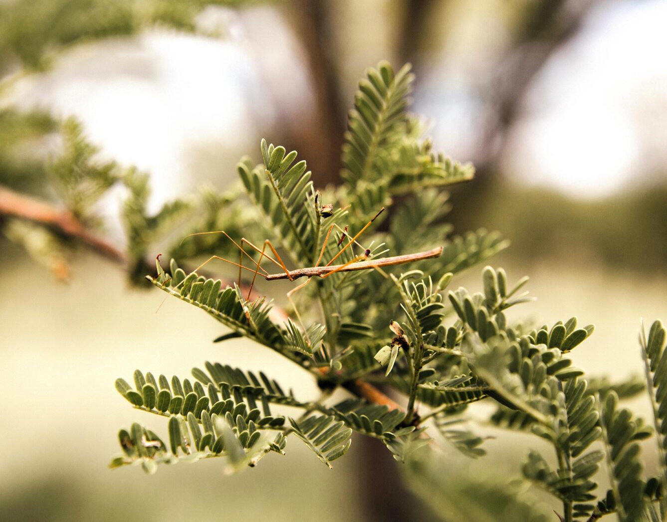 A stick bug in the branches