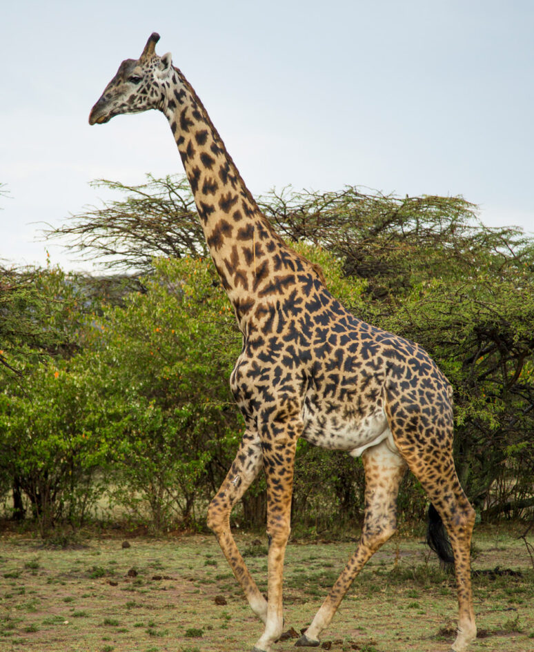 Giraffe in the wild