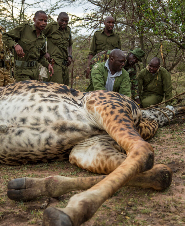 Giraffe receiving care