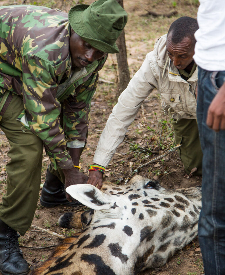 Giraffe receiving care