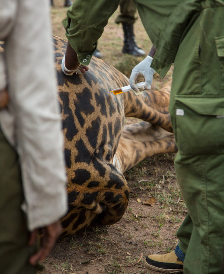 Giraffe receiving care