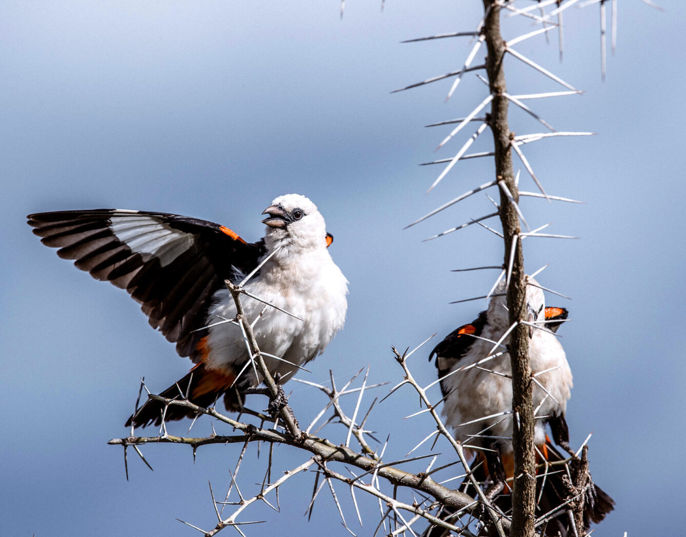 Two buffalo weaver birds in the branches