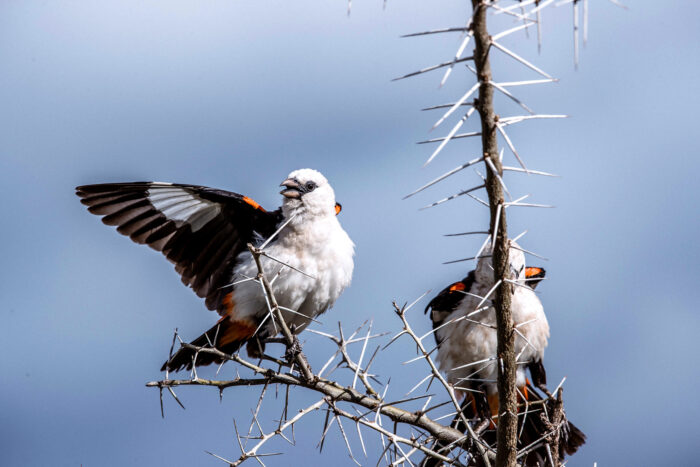 Two buffalo weaver birds in the branches