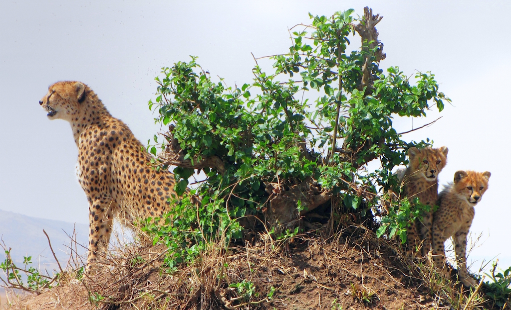 A mother cheetah sits with her two cubs beside a bush