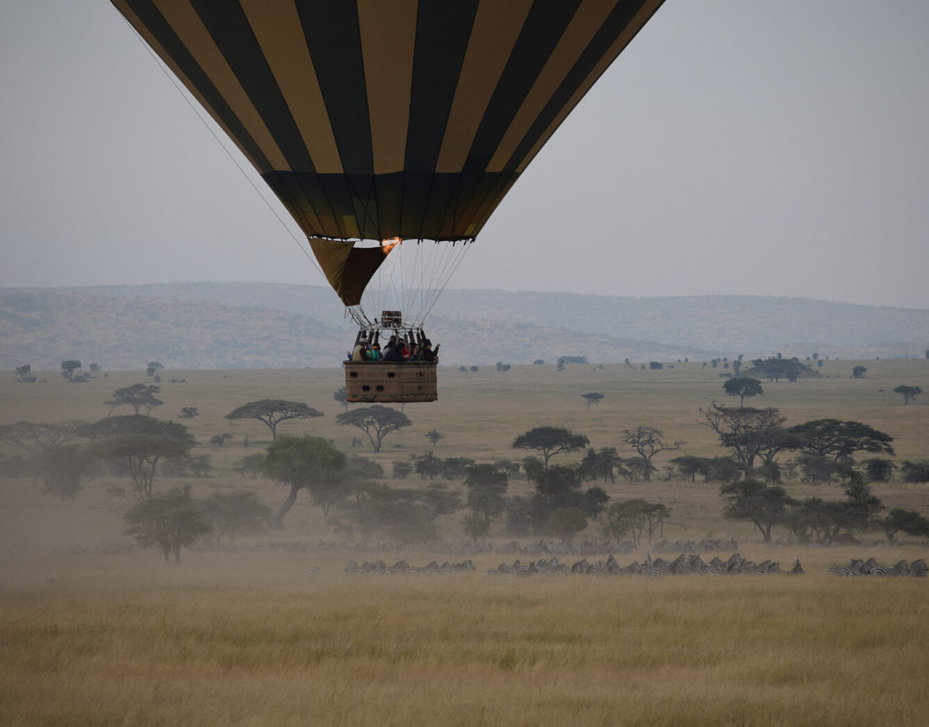 A hot air balloon flys over a herd of zebras
