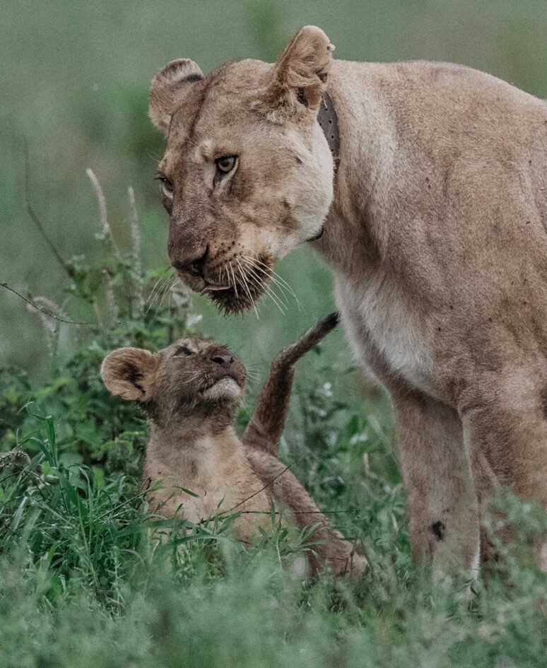 A lioness looks down at her cub in the grass
