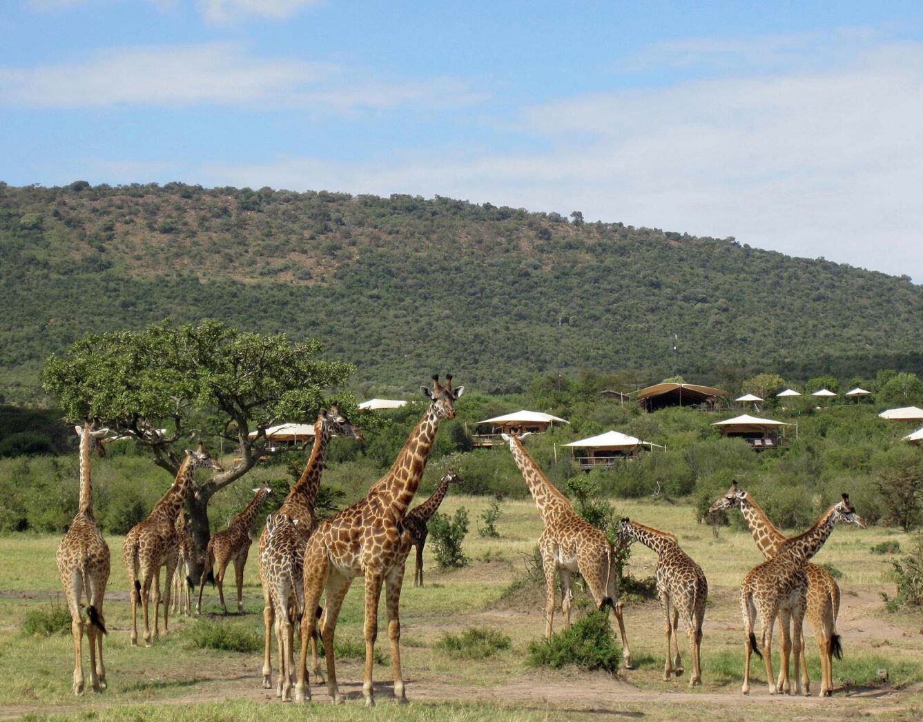 A heard of giraffes in the grass