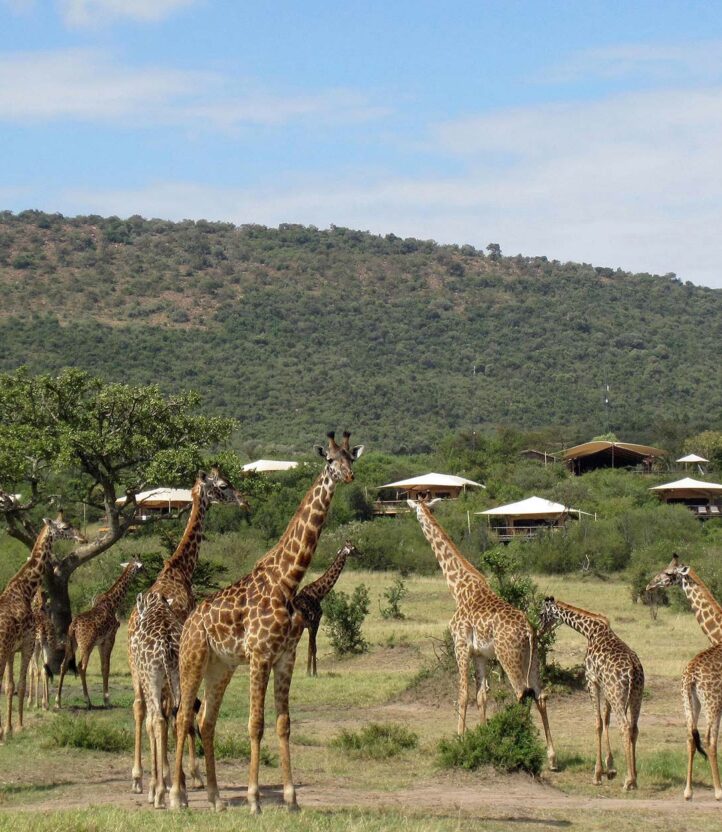 A heard of giraffes in the grass