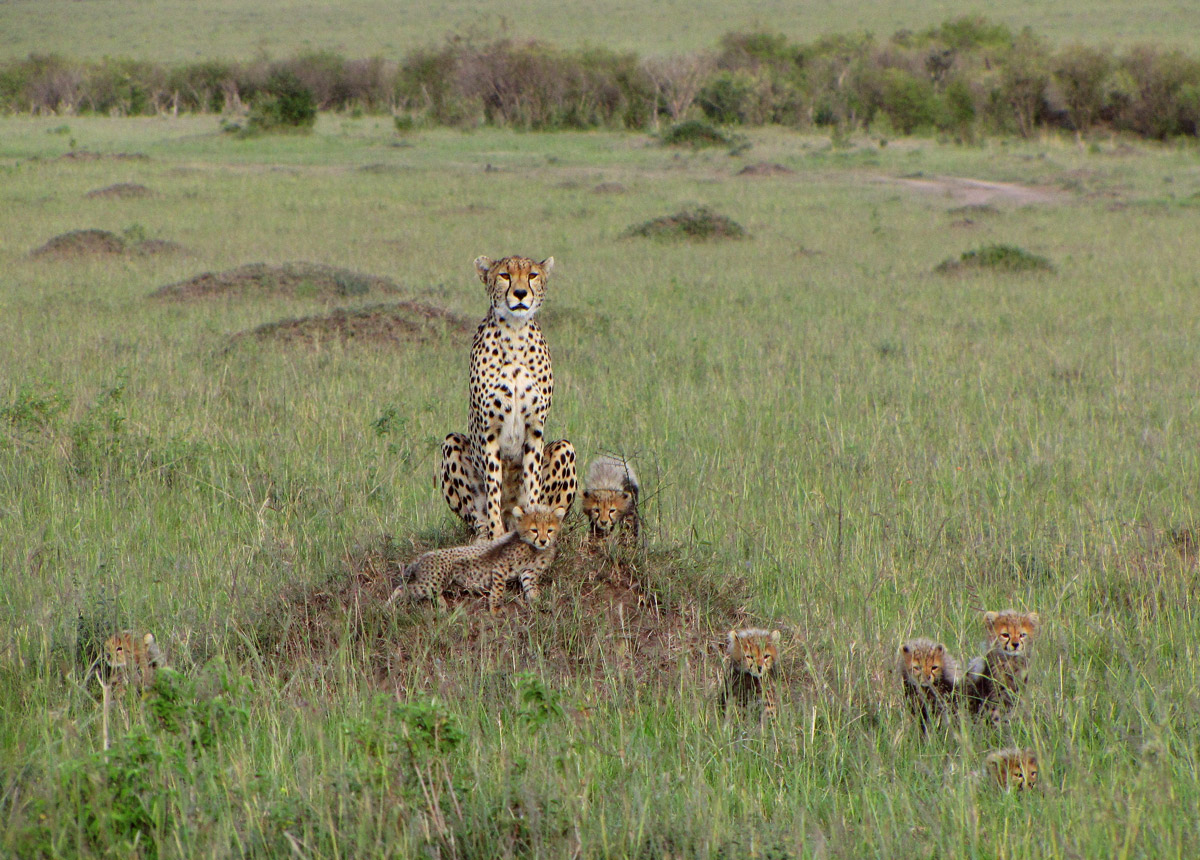 Cheetahs in the wild