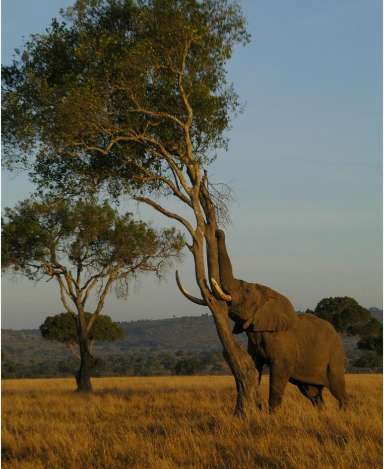 An Elephant rubs against a tree