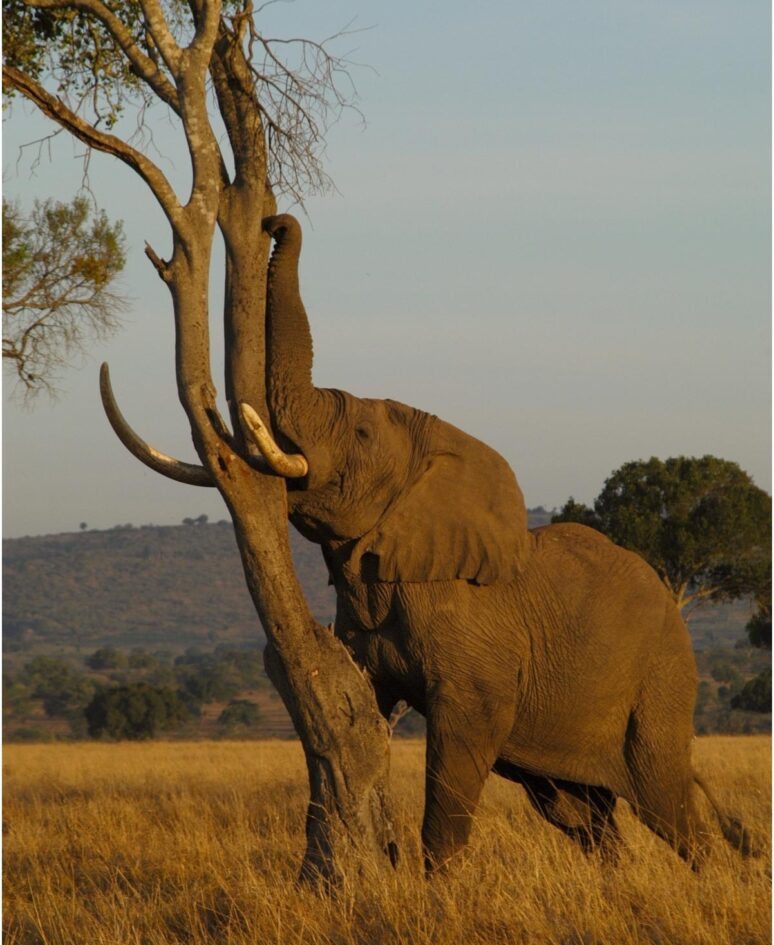 An Elephant rubs against a tree close up