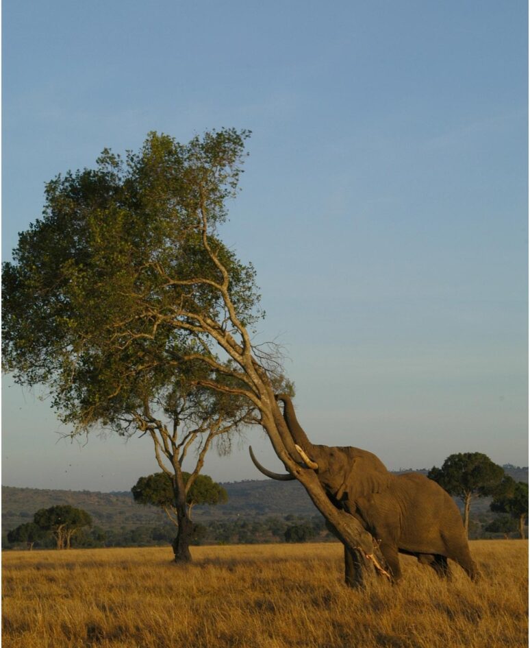 An Elephant rubs against a tree