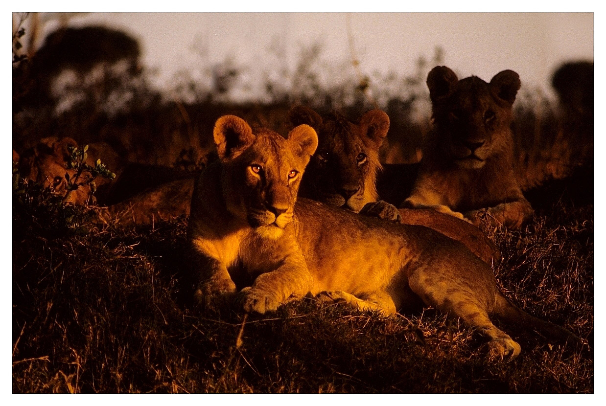 A lion laying down in the sunset