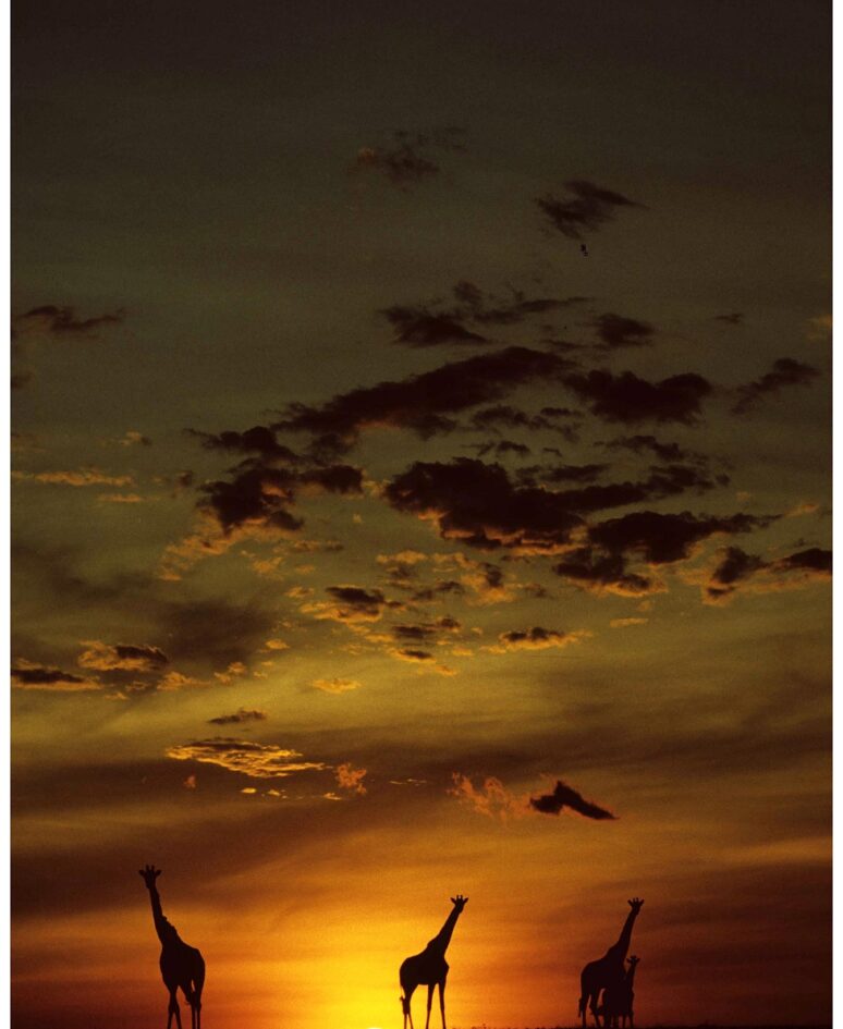 Giraffes on the horizon at sunset