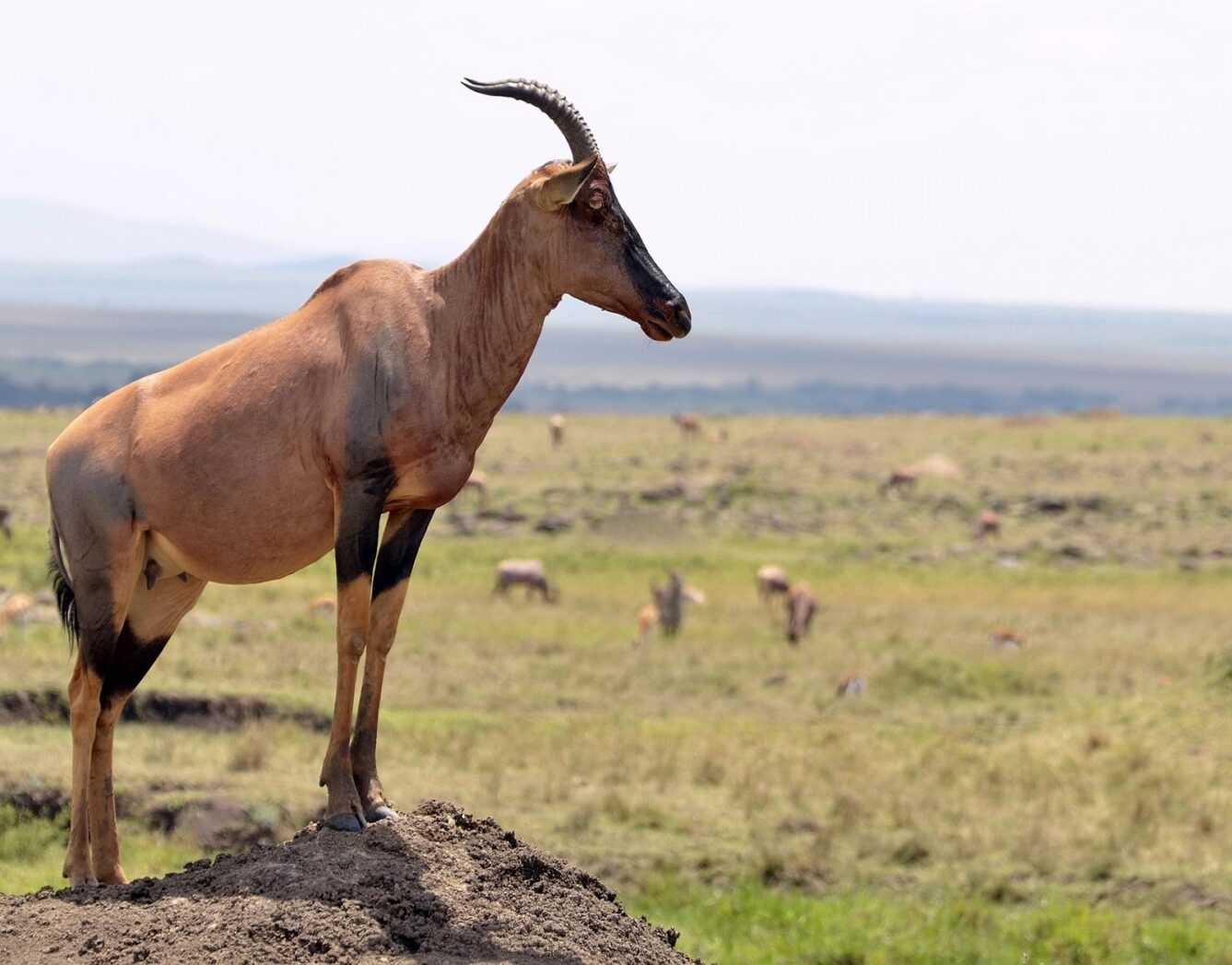 Topi standing on a hill