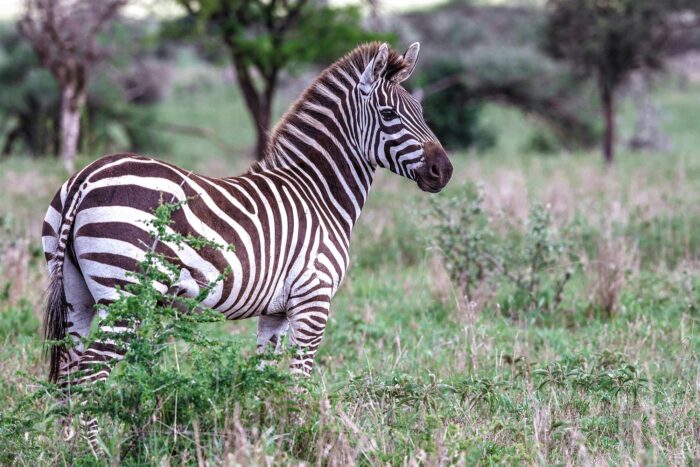 A zebra stands in the grass