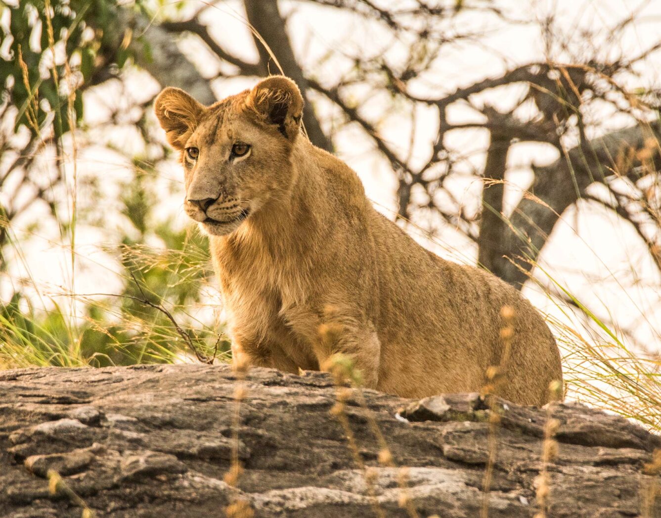 A lion cub in a tree