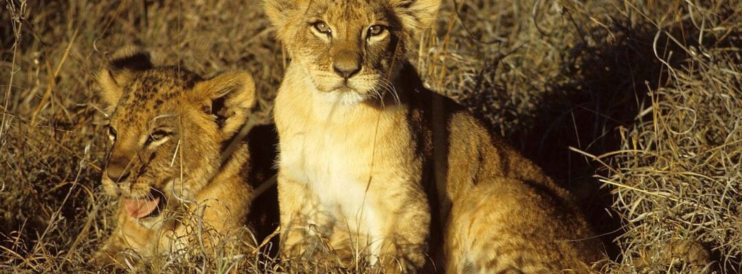 Two lion cubs sit in the grass