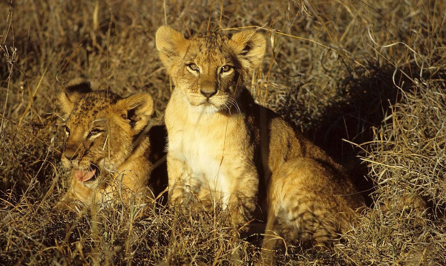 Two lion cubs sit in the grass