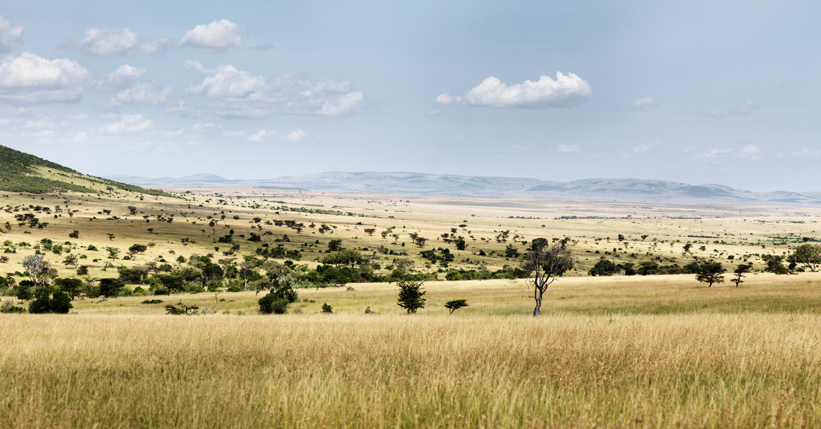 Safari landscape