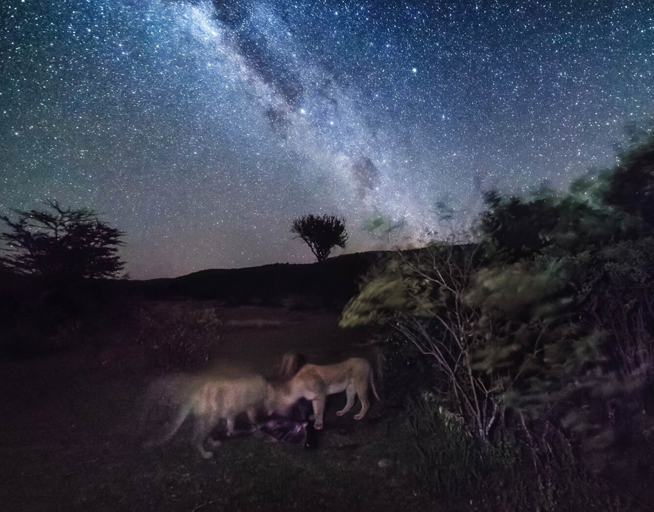 Lions eating prey under the stars