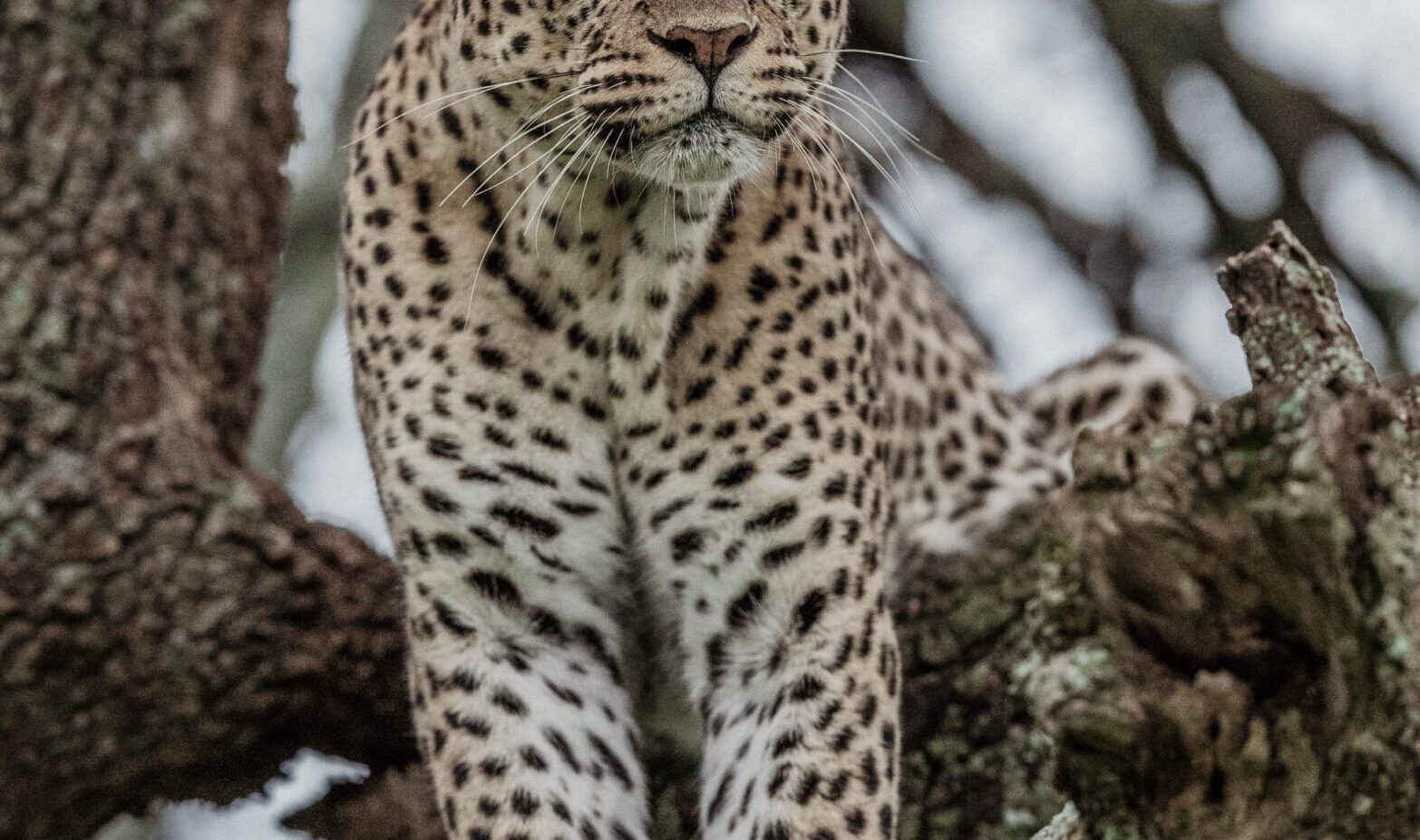 female leopard sitting in a tree